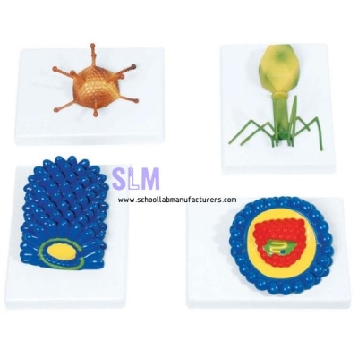 Biology School DNA and Virus Model