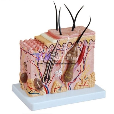 School Lab Skin Model