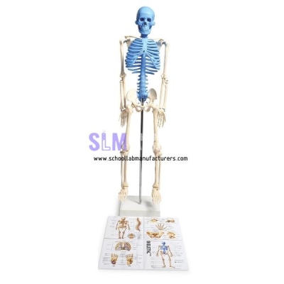 Biology School Biology Models