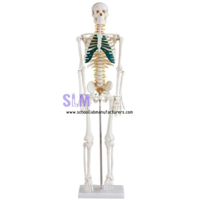 School Lab Human Skeleton Models