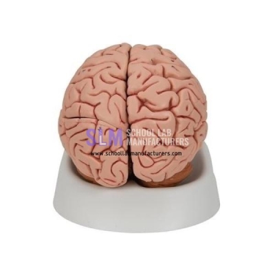 School Lab Brain Model