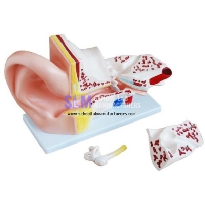 School Lab Ear Model