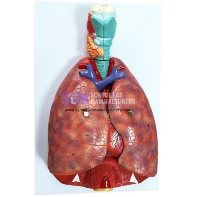 School Lab Respiratory System