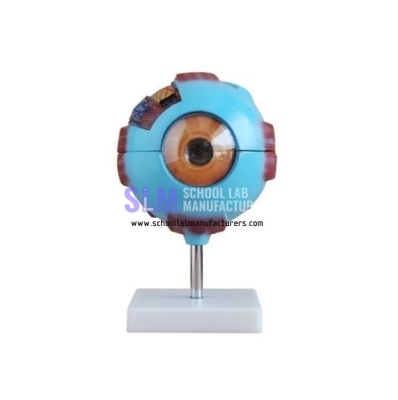 School Lab Eye Model