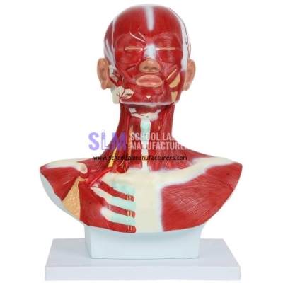 School Human Physiology Models