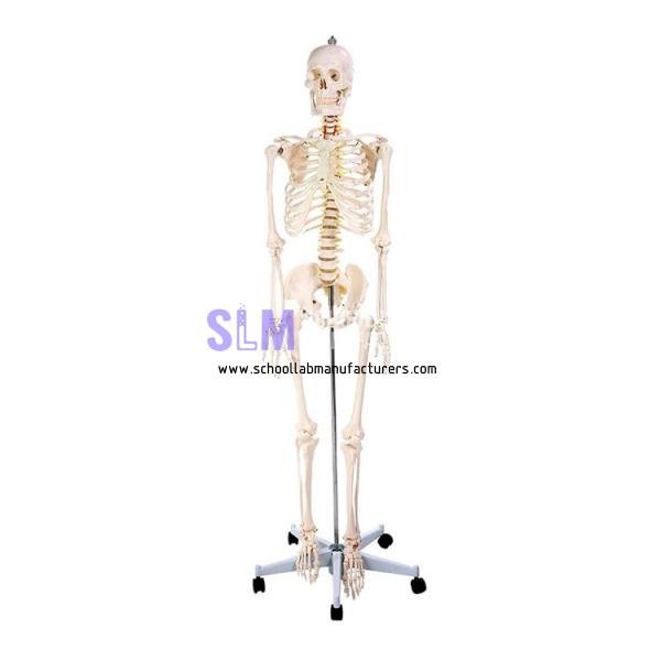 School Lab 170cm Anatomy Human Skeleton Model