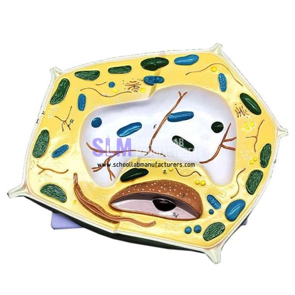 School Lab 20000x Enlarged Plant Cell Model
