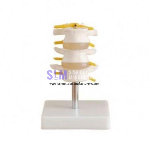 School Lab 3PCS Lumber Vertebrae Model