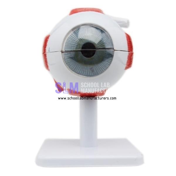 School Lab 3 Times Human Eye Model