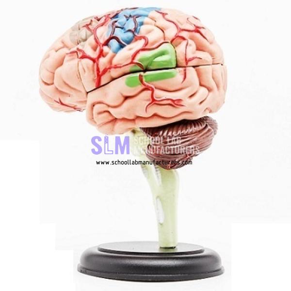 School Lab 4D Master Human Brain Model