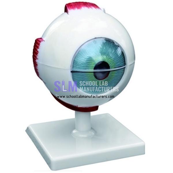 School Lab 5 Times Eye Model