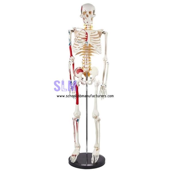 School Lab 85cm Anatomical Skeleton Model