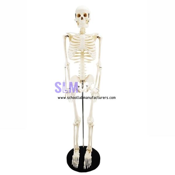 School Lab 85cm Human Skeleton Model