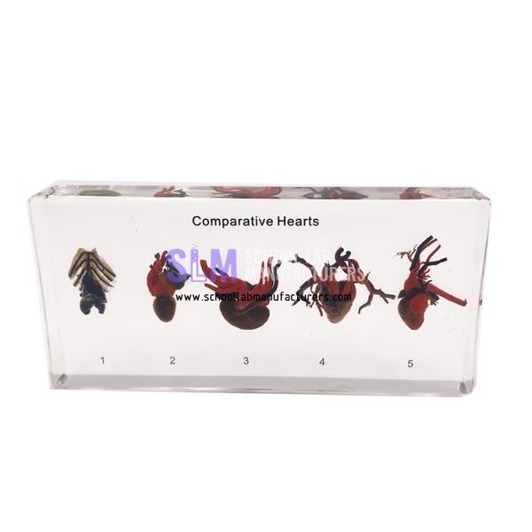 School Lab Acrylic Comparative Hearts Specimen
