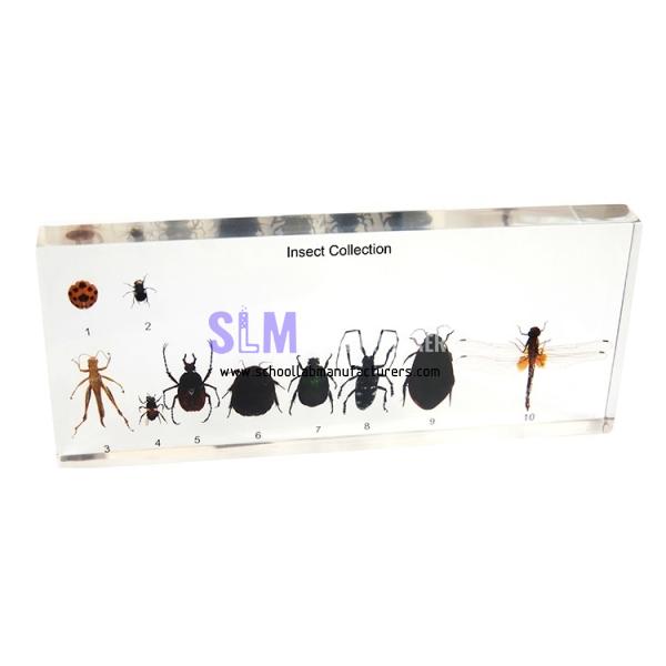School Lab Acrylic Insect Collection Specimen