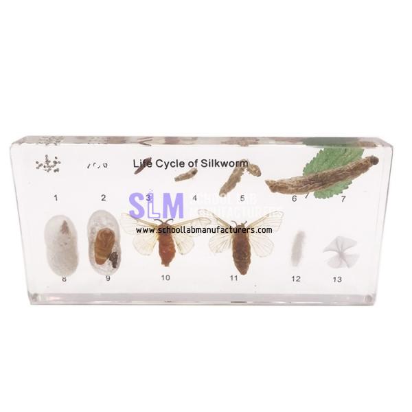 School Lab Acrylic Life Cycle Of Silkworm Specimen