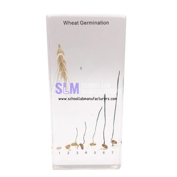 School Lab Acrylic Paddy Rice Germination Specimen
