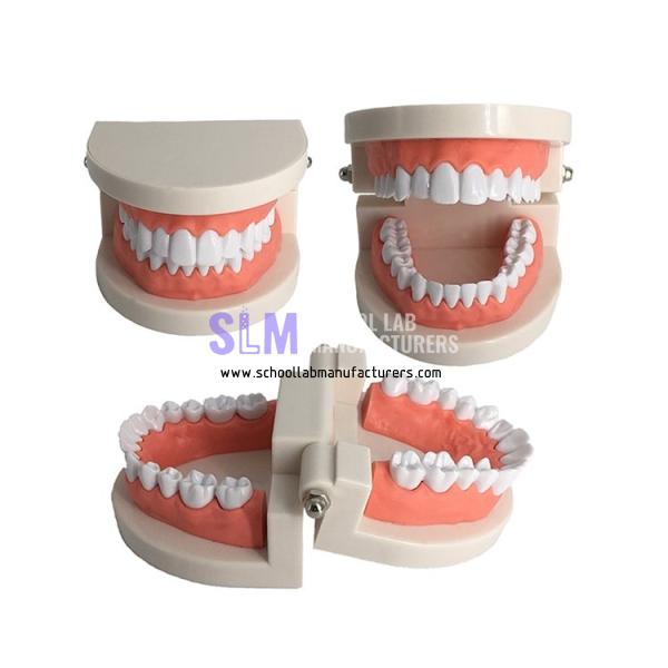 School Lab Adult Standard Typodont Teeth Model