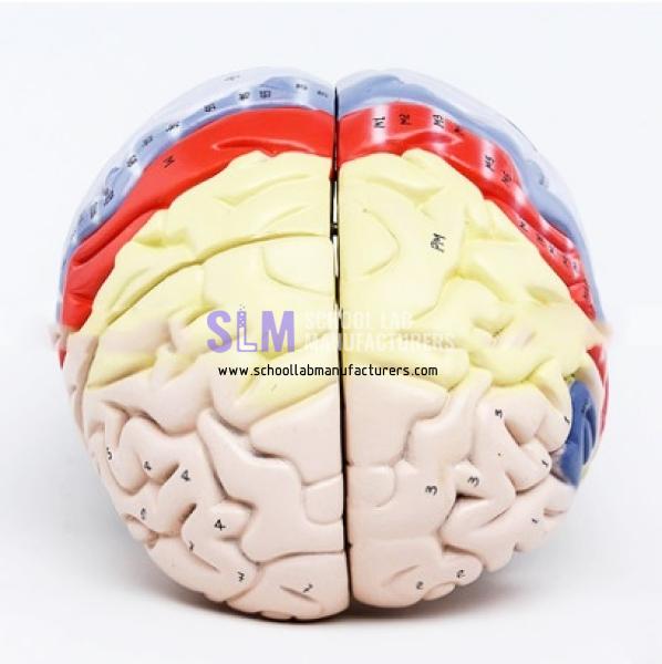 School Lab Advanced PVC Human Brain Model