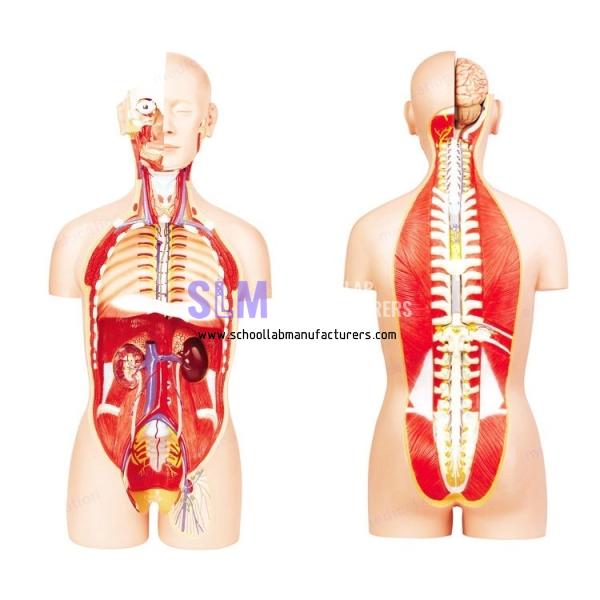 School Lab Anatomic Human Torso Models