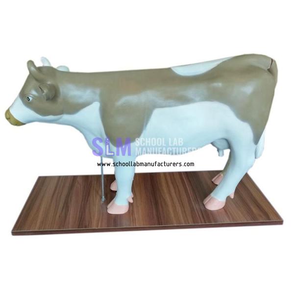 School Lab Anatomical Cow Model