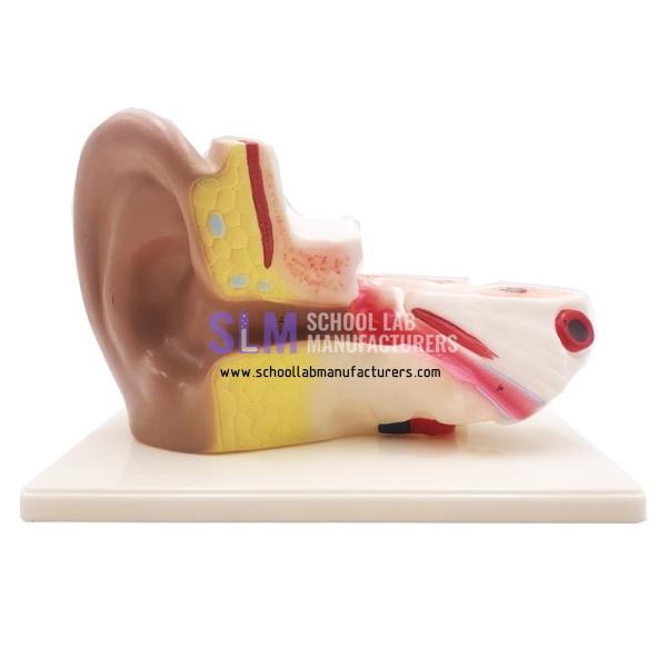School Lab Anatomical Ear Model