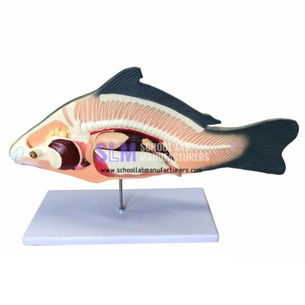 School Lab Anatomical Fish Model