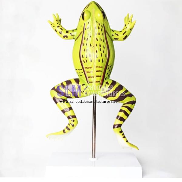 School Lab Anatomical Frog Model