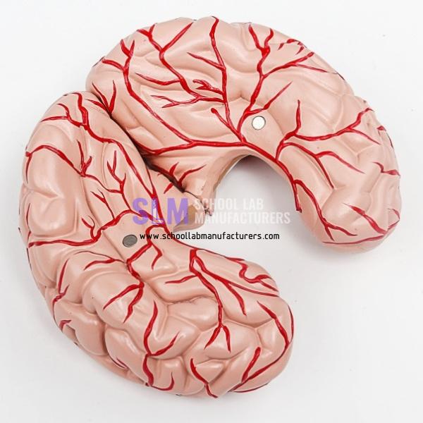 School Lab Anatomical Human Brain Model