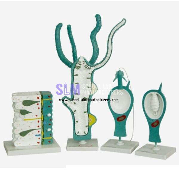 School Lab Anatomical Hydra Model