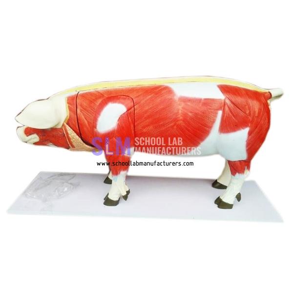 School Lab Anatomical Pig Model