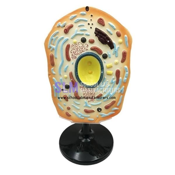 School Lab Animal Cell Model