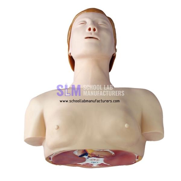 School Lab Basic CPR Training Model