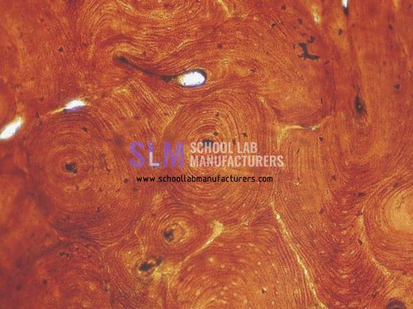 School Lab Basic Histology Slide Set of 25