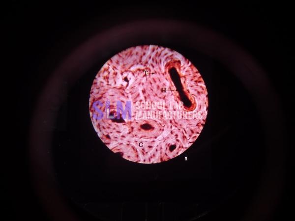 School Lab Basic Human Histology Microslide