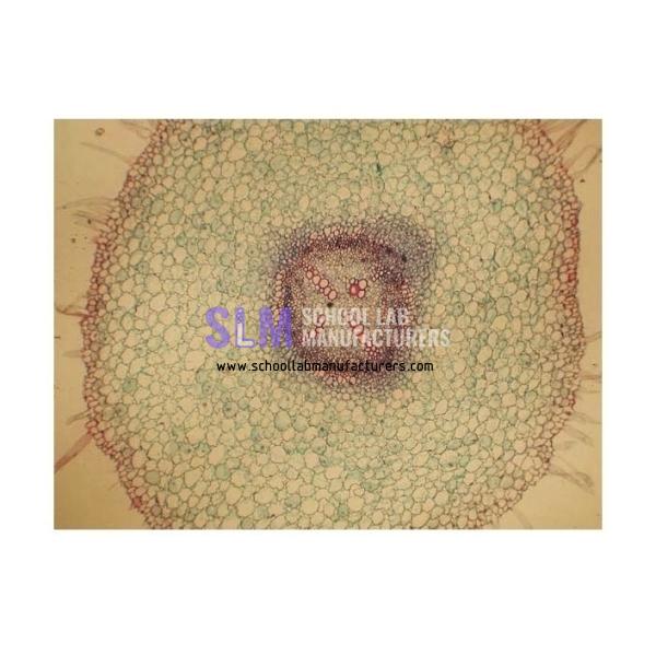 School Lab Basic Plant Anatomy slide