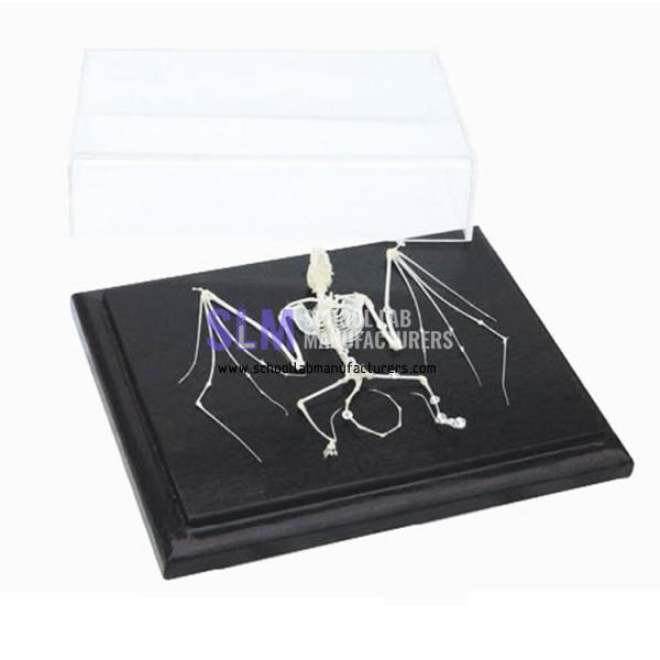 School Lab Bat Skeleton Specimen