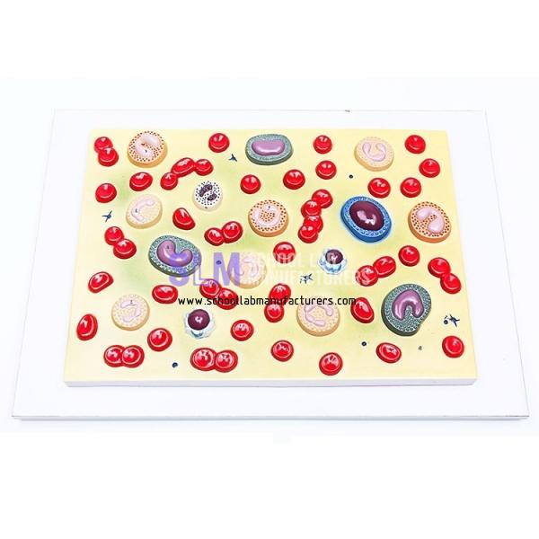 School Lab Blood Cell Model