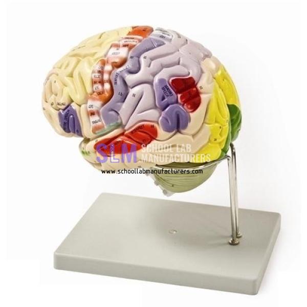 School Lab Brain Model, 3-Part
