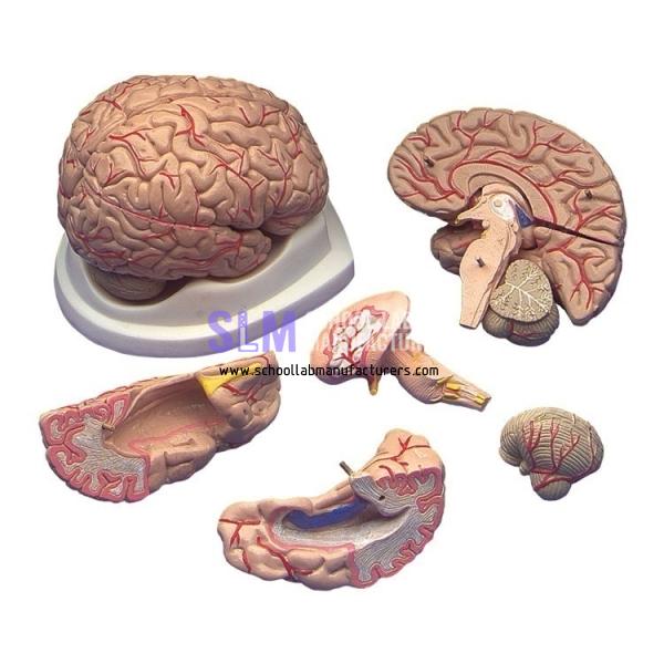 School Lab Brain with Arteries Model