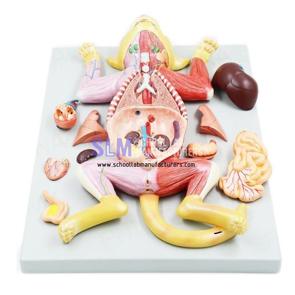 School Lab Cat Anatomical Model