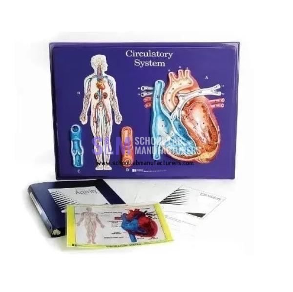 School Lab Circulatory System Model Activity Set