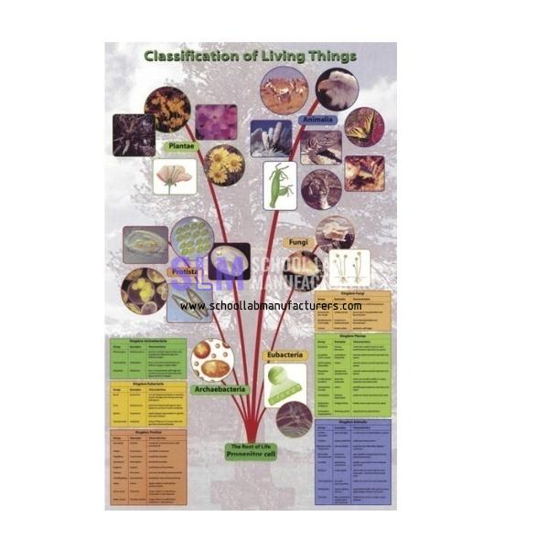 School Lab Classification of Living Things Poster