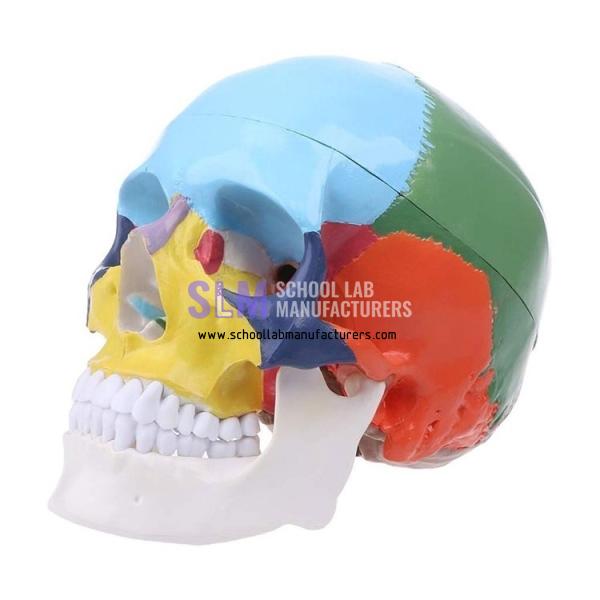 School Lab Colored Skull Model