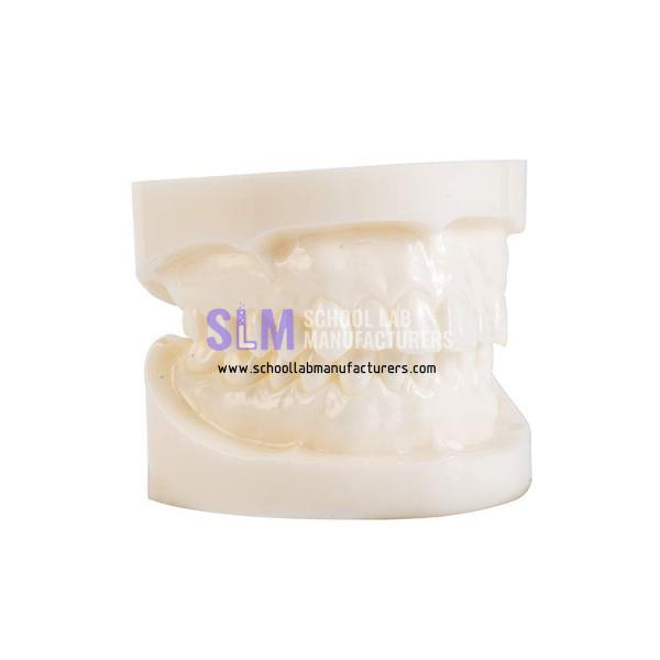 School Lab Dentition Teeth Model