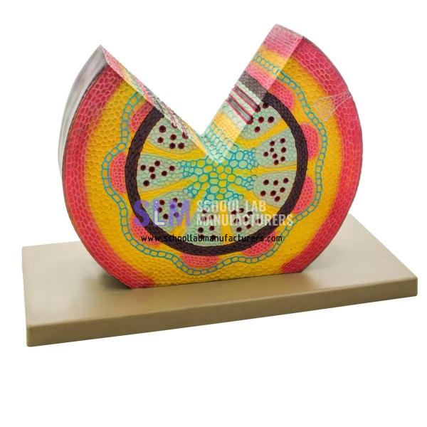 School Lab Dicot Stem Model