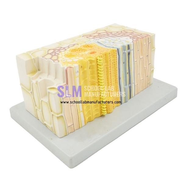 School Lab Dicotyle Stem Model