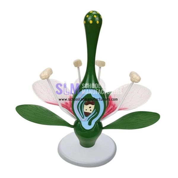 School Lab Dicto Flower Model