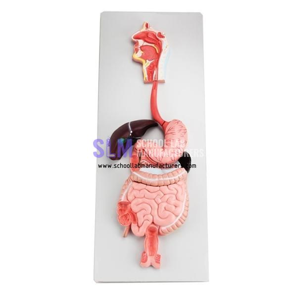 School Lab Digestive System Model