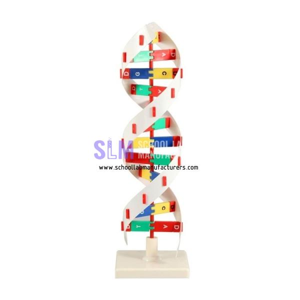 School Lab Dna Activity Model